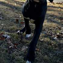 Thumbnail photo of Puck #3