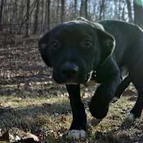 Thumbnail photo of Puck #4