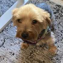 Thumbnail photo of Chandler #1