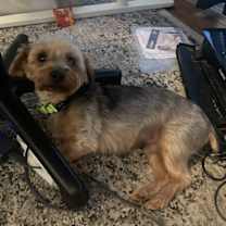 Thumbnail photo of Chandler #2