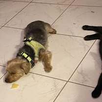 Thumbnail photo of Chandler #4