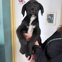 Thumbnail photo of Dew #1