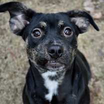 Thumbnail photo of Rue #4