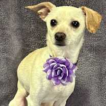 Thumbnail photo of Lexi #1