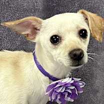 Thumbnail photo of Lexi #2