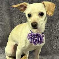 Thumbnail photo of Lexi #4