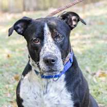 Thumbnail photo of Punch #1