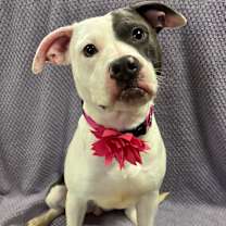 Thumbnail photo of Echo #1