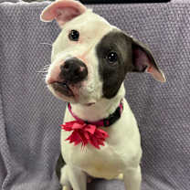 Thumbnail photo of Echo #2