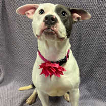 Thumbnail photo of Echo #3