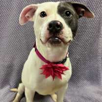 Thumbnail photo of Echo #4