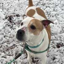 Thumbnail photo of Wisteria #4