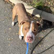 Thumbnail photo of Tootsie #3