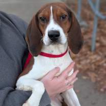 Thumbnail photo of Barnaby #3