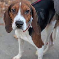 Thumbnail photo of Barnaby #4