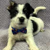 Thumbnail photo of Nemo #2