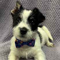 Thumbnail photo of Nemo #4