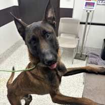 Thumbnail photo of King #1