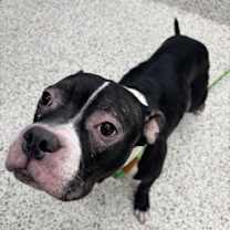 Thumbnail photo of Genesis #2