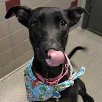 Thumbnail photo of Espresso #1