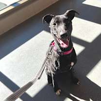 Thumbnail photo of Espresso #3