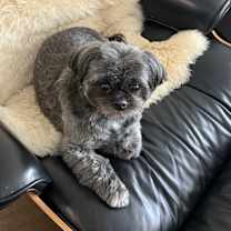 Thumbnail photo of Perri #2