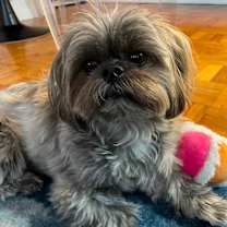 Thumbnail photo of Perri #1