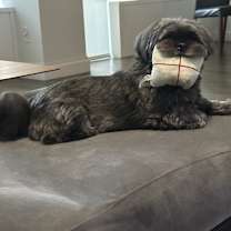 Thumbnail photo of Perri #4