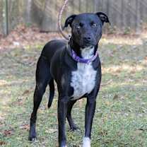 Thumbnail photo of Marli Moo #2