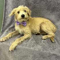 Thumbnail photo of Griffin #1