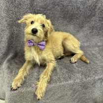 Thumbnail photo of Griffin #2