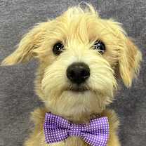 Thumbnail photo of Griffin #3