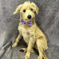 Thumbnail photo of Griffin #4