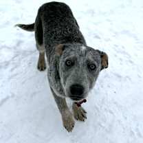 Thumbnail photo of Statler #4