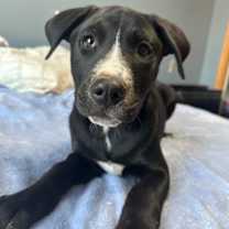 Thumbnail photo of Harley #2