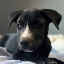 Thumbnail photo of Harley #3