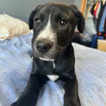 Thumbnail photo of Harley #4