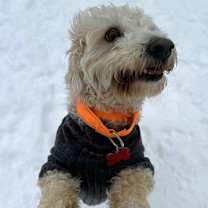 Thumbnail photo of Alfredo #1