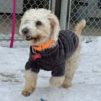 Thumbnail photo of Alfredo #4