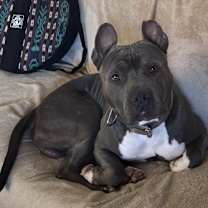 Thumbnail photo of Pickles #1