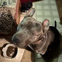 Thumbnail photo of Pickles #2