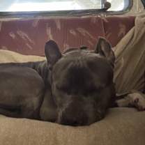 Thumbnail photo of Pickles #3