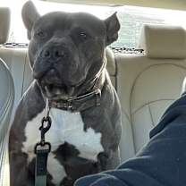 Thumbnail photo of Pickles #4