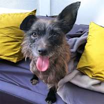 Thumbnail photo of Tiger #1