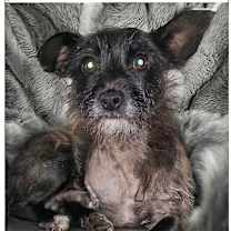 Thumbnail photo of Tiger #2