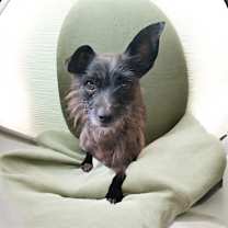 Thumbnail photo of Tiger #3