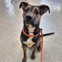 Thumbnail photo of Sugar Cookie #2