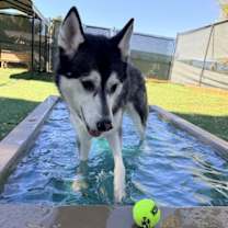 Thumbnail photo of NEZUKO #2