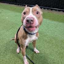 Thumbnail photo of Zamboni #3