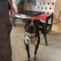 Thumbnail photo of Oreo Pie #3